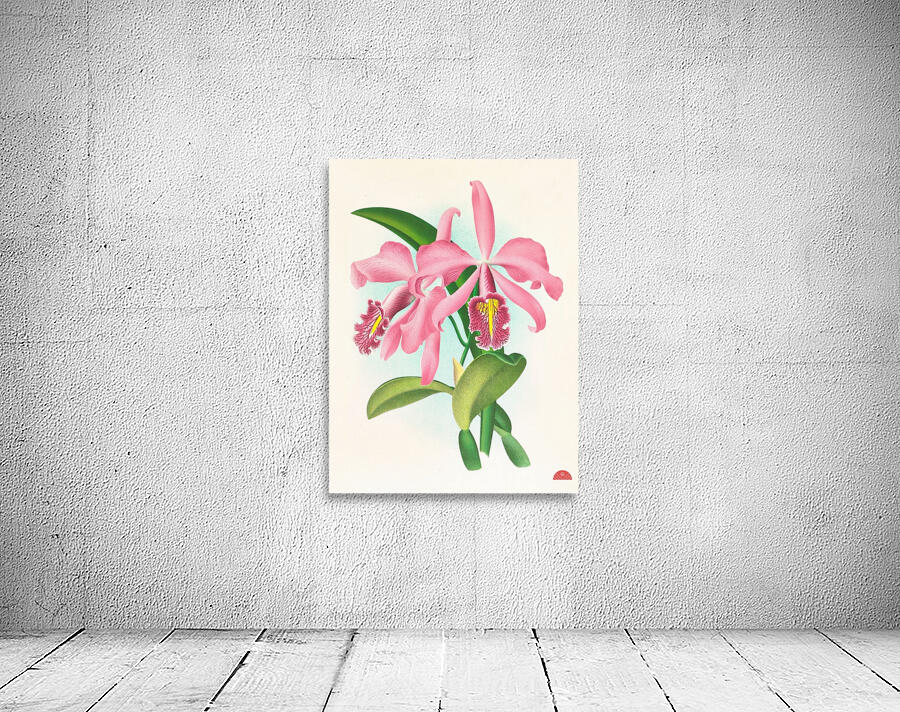 Cattleya maxima Wall Preview