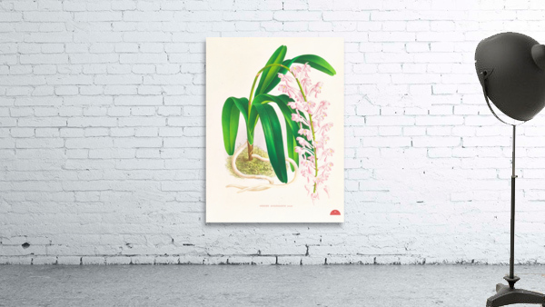 Aerides augustianum Wall Preview