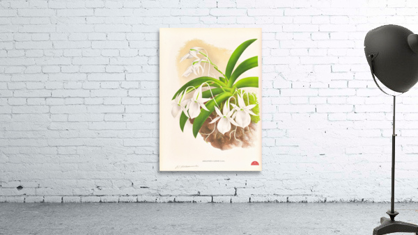 Aeranthus Leonis Wall Preview