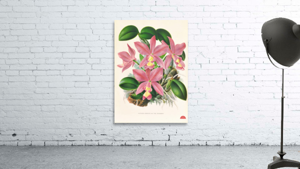 Cattleya nobilior Wall Preview