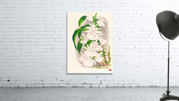 Catasetum bungerothi  Wall Preview