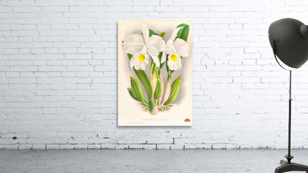 Cattleya Trianae Wall Preview