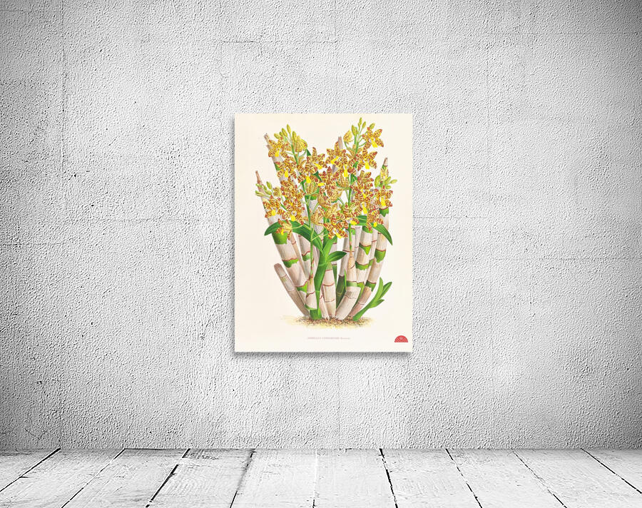 Ansellia congoensis Wall Preview