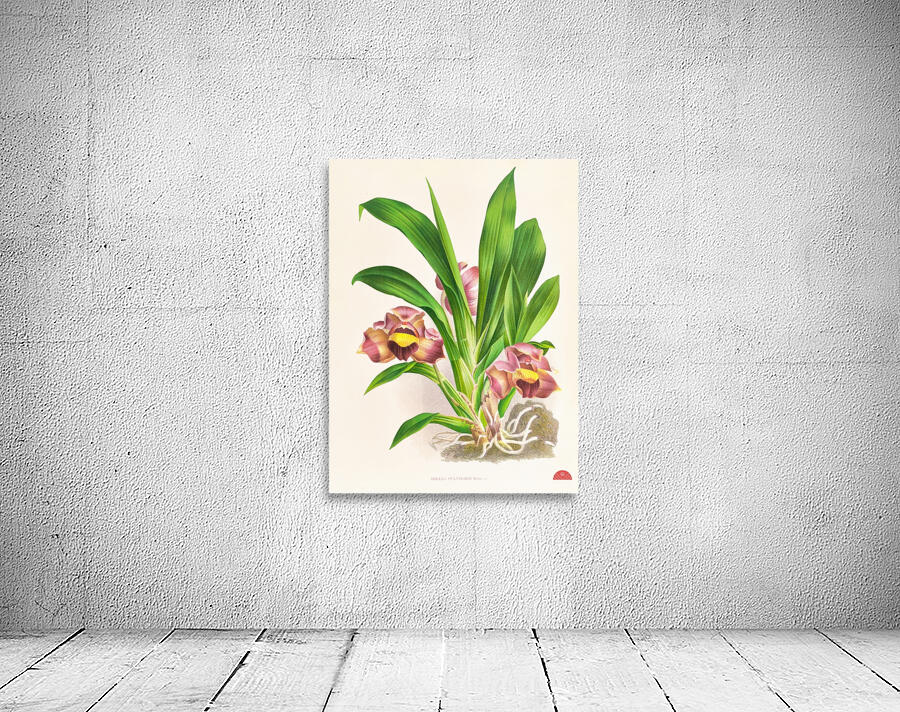 Bollea pulvinaris Wall Preview