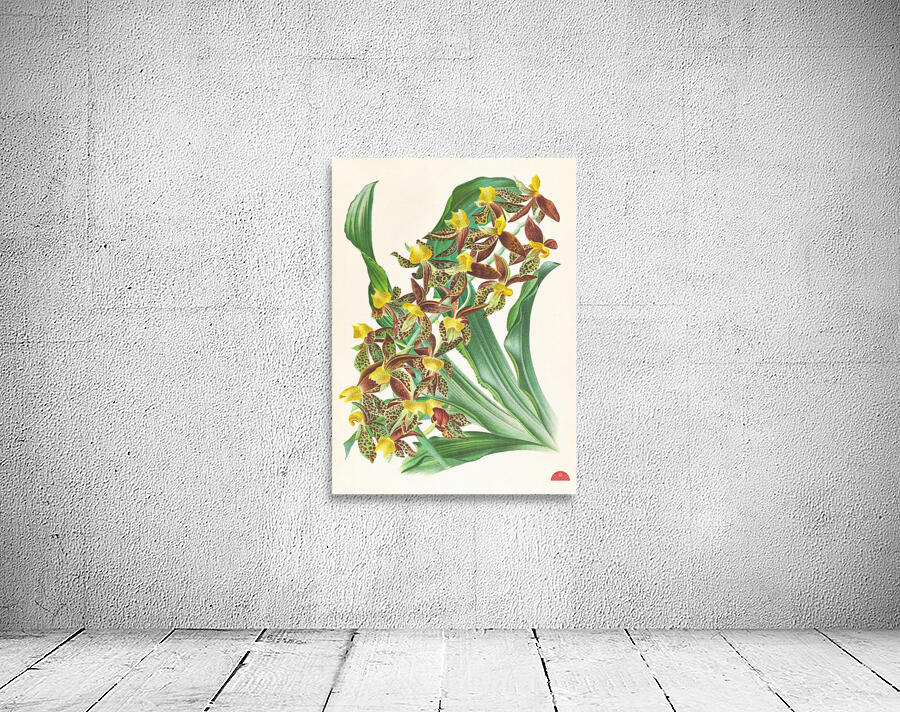 Catasetum rodigasianum Wall Preview