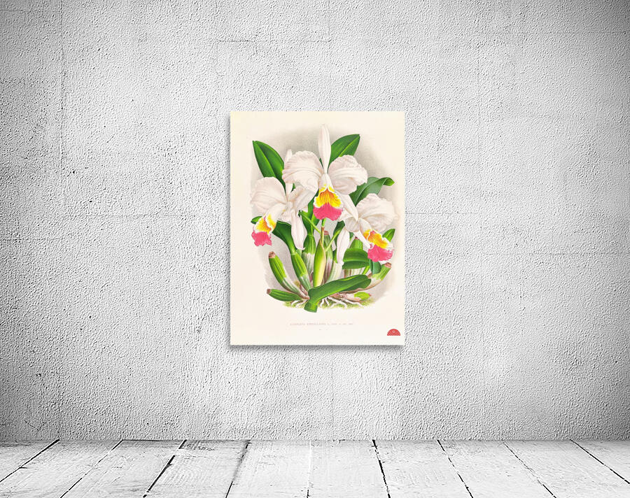 Cattleya kimballiana Wall Preview