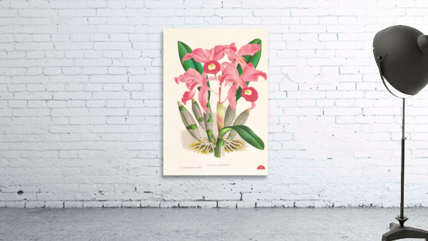 Cattleya Lawrenceana Wall Preview