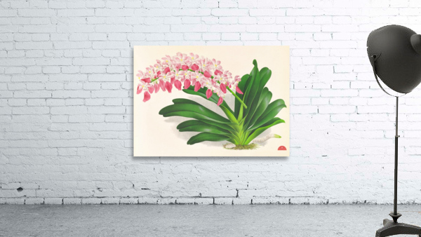 Aerides maculosum Wall Preview