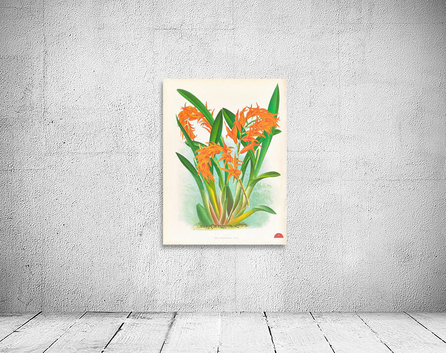 Ada aurantiaca Wall Preview