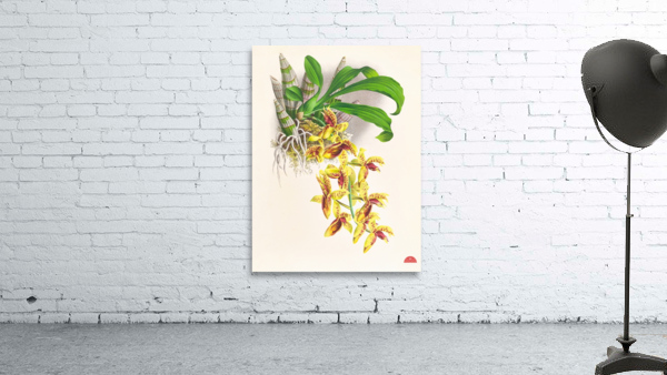 Catasetum galeritum Wall Preview