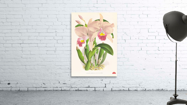 Cattleya Trianae Wall Preview