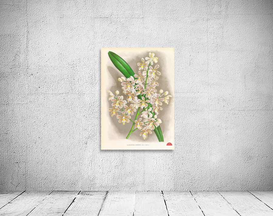 Cleisostoma Guiberti Wall Preview