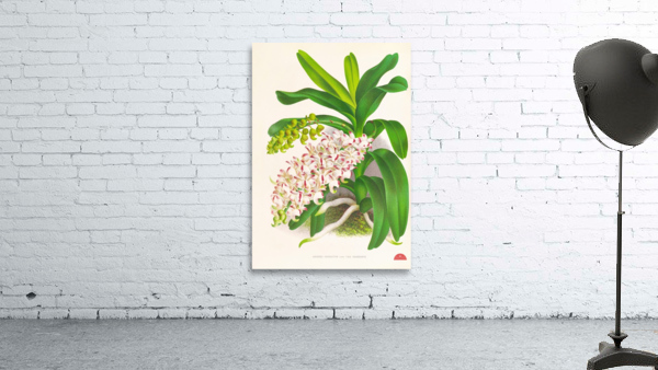 Aerides Odoratum Wall Preview