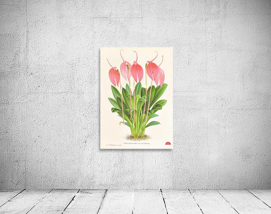 Masdevallia lindeni var grandiflora  Wall Preview