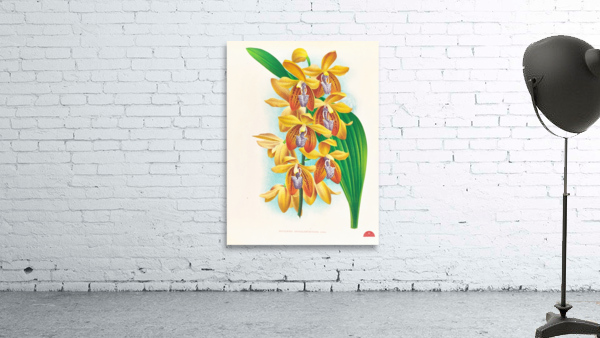 Houlletia brocklehurstiana  Wall Preview