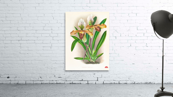 Cypripedium nitens Wall Preview