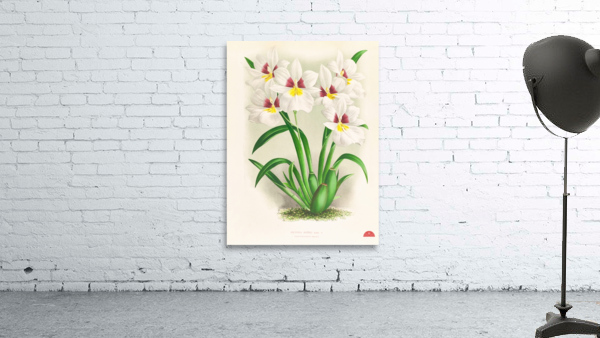 Miltonia roezli Wall Preview