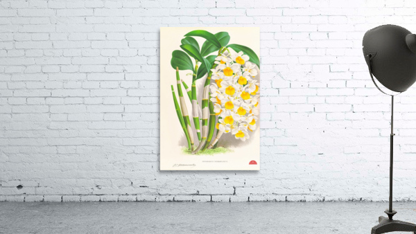 Dendrobium thyrsiflorum Wall Preview