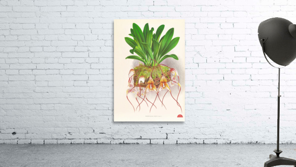 Masdevallia Roezli Wall Preview