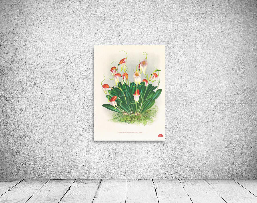 Masdevallia reichenbachiana  Wall Preview