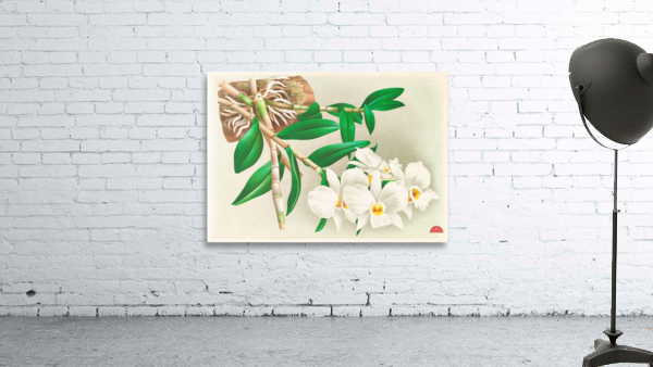 Dendrobium infundibulum Wall Preview