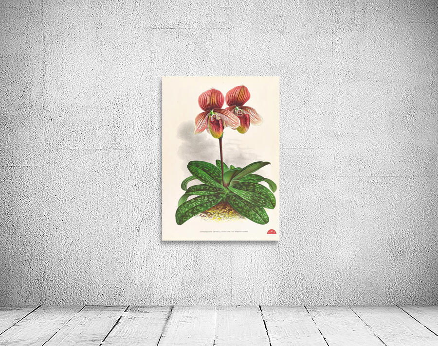 Cypripedium tessellatum Wall Preview