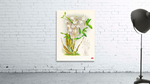 Dendrobium crumenatum Wall Preview