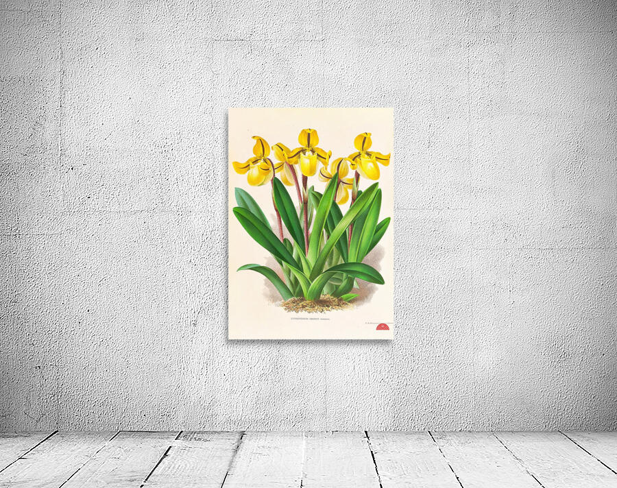 Cypripedium Druryi Wall Preview