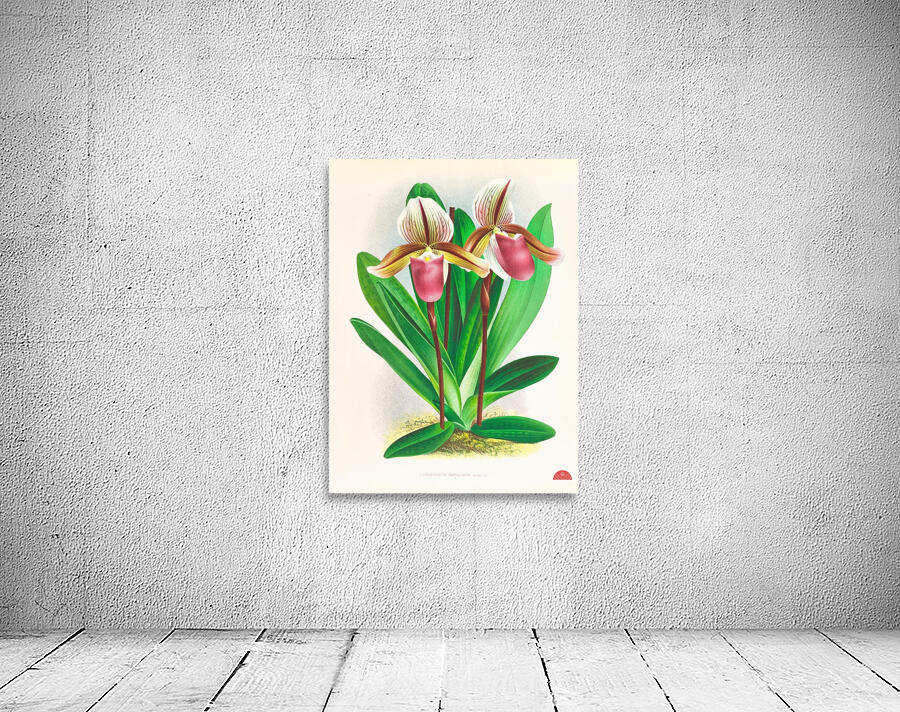 Cypripedium orphanum Wall Preview