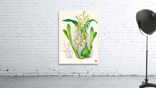 Epidendrum prismatocarpum Wall Preview