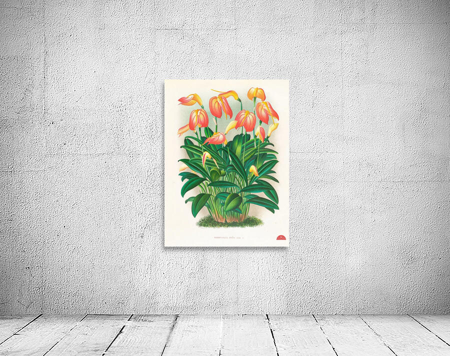 Masdevallia ignea Wall Preview