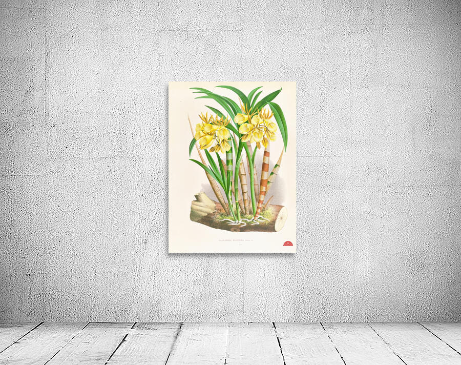 Galeandra flaveola Wall Preview