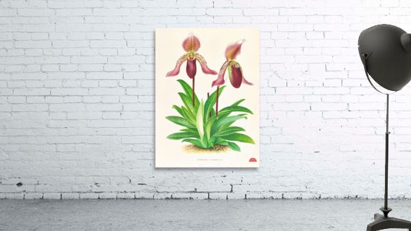 Cypripedium fraseri Wall Preview