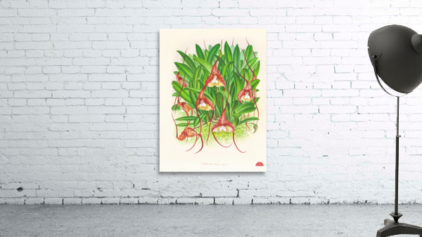 Masdevallia bella Wall Preview