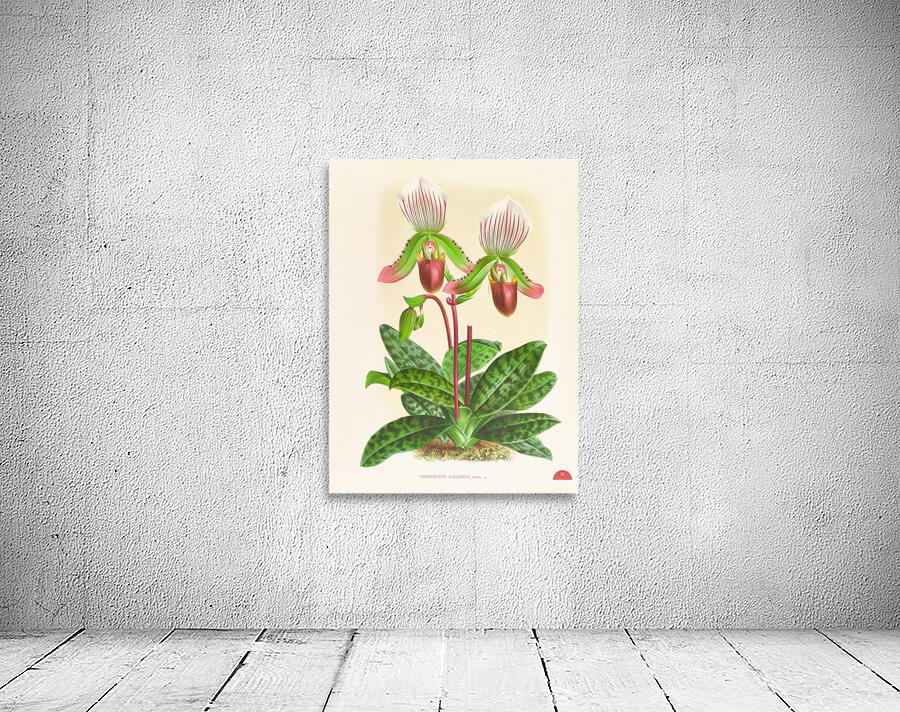 Cypripedium callosum Wall Preview