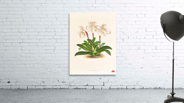 Cypripedium microchilum Wall Preview