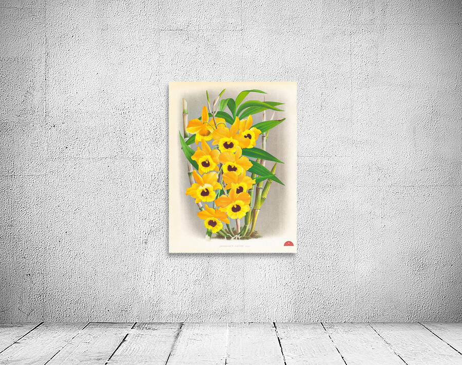 Dendrobium paxtoni Wall Preview