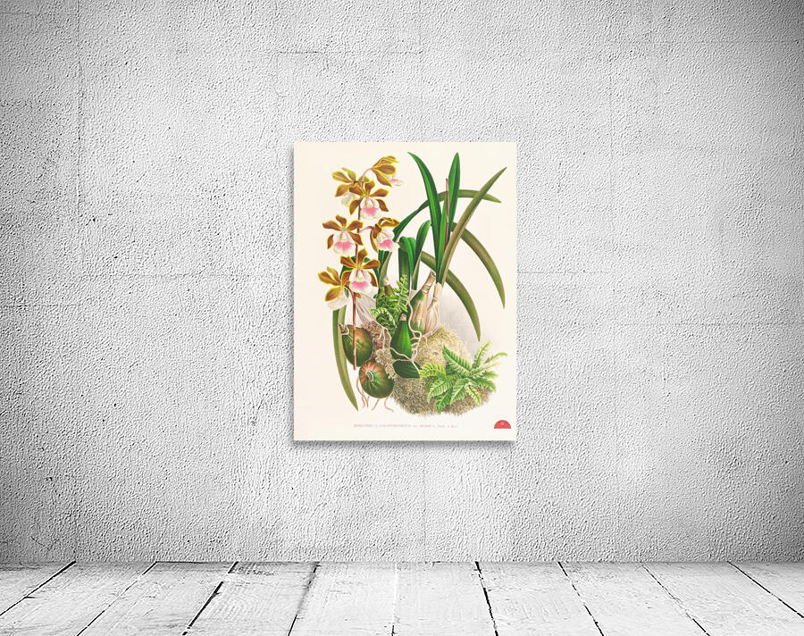 Epidendrum atropurpureum Wall Preview