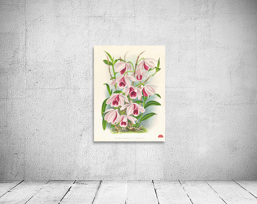 Dendrobium superbum var anosmum  Wall Preview