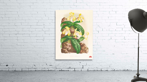 Cypripedium tonkinense Wall Preview