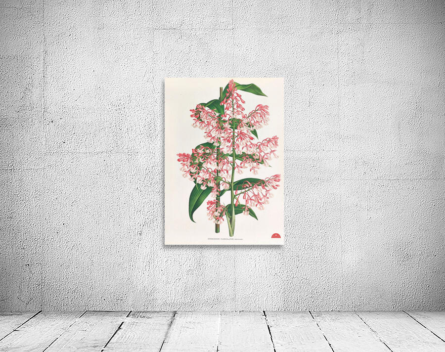 Epidendrum Paniculatum Wall Preview