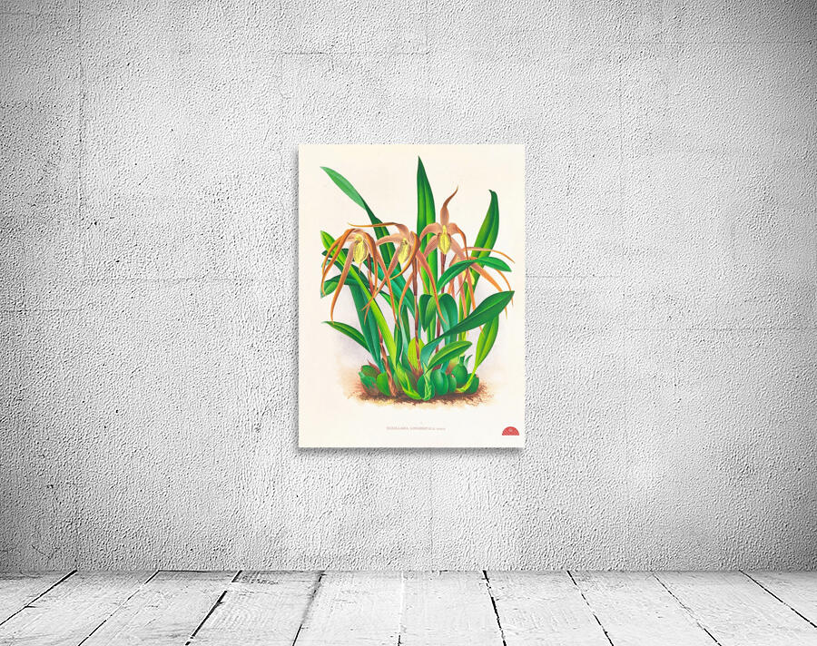 Maxillaria longisepala Wall Preview