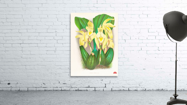 Lycaste costata Wall Preview