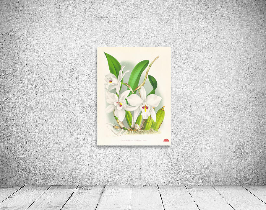 Laelia anceps var hyeana Wall Preview