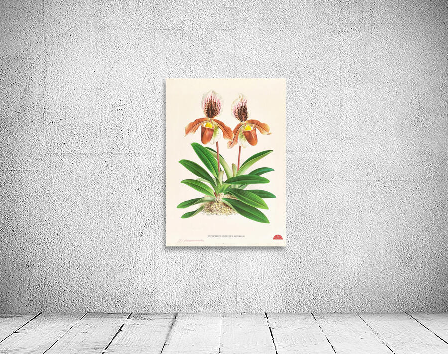 Cypripedium oenanthum superbum Wall Preview