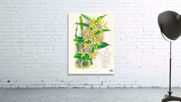 Dendrobium mirbelianum Wall Preview