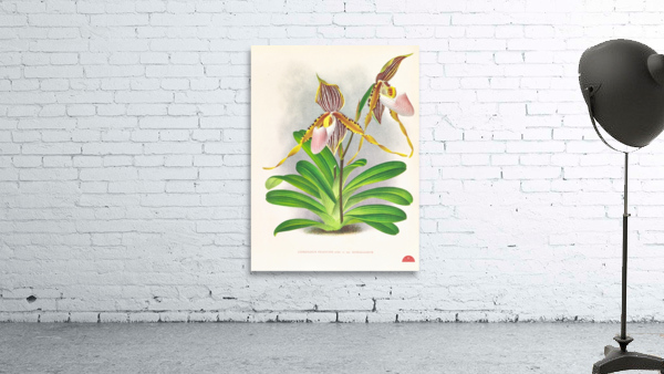 Cypripedium praestans var kimballianum Wall Preview