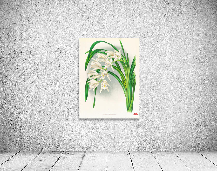 Cymbidium mastersi Wall Preview