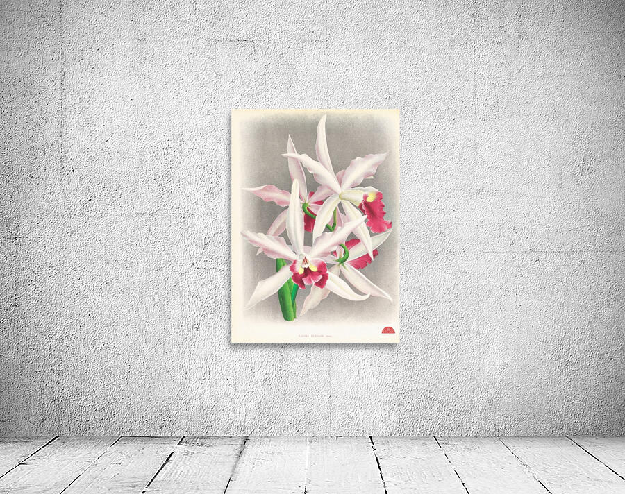 Laelia elegans  Wall Preview