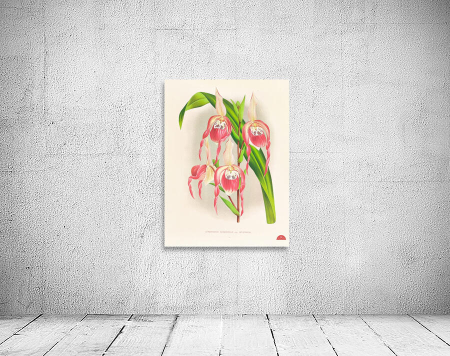 Cypripedium schroderae var splendens Wall Preview